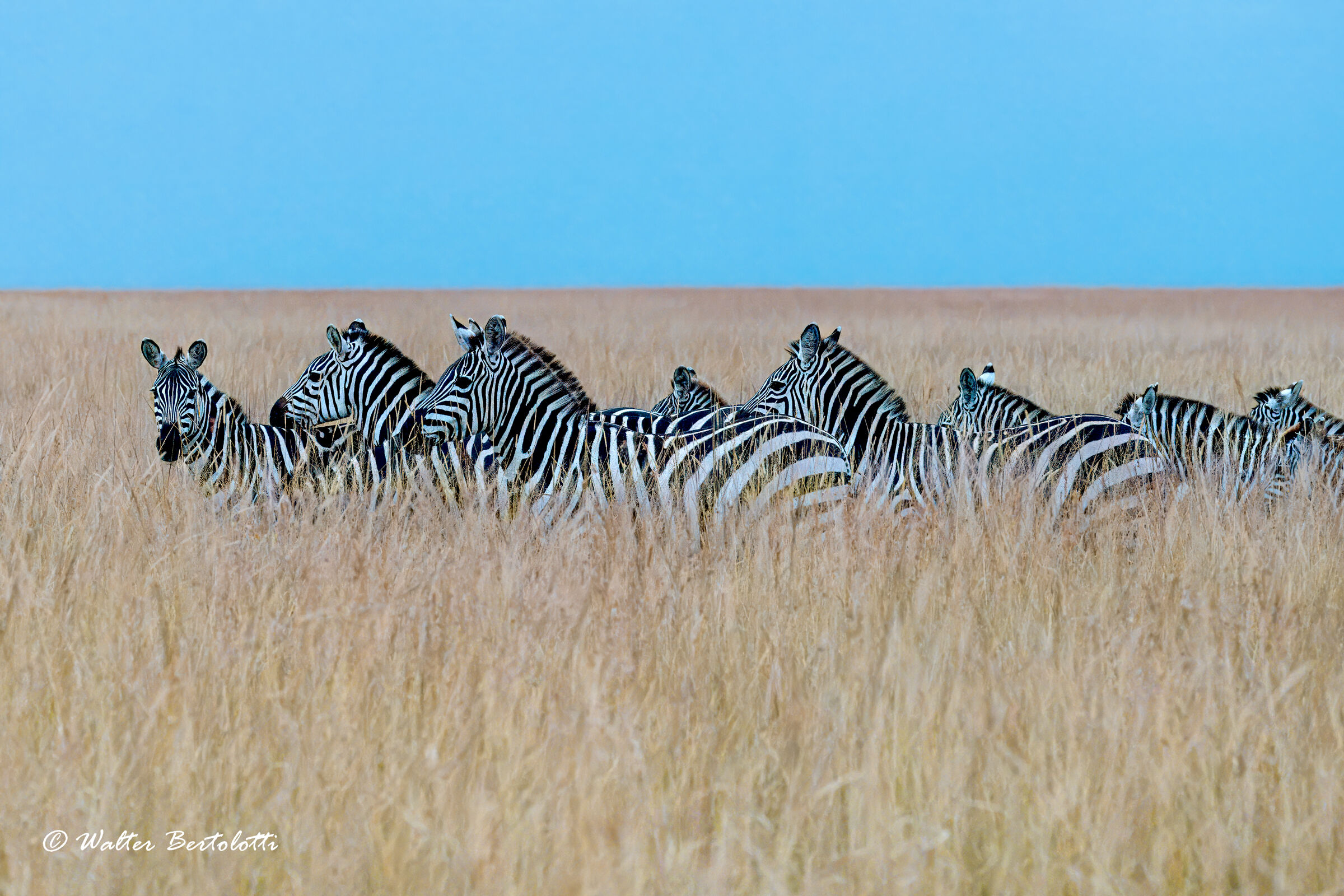 strisce nella savana