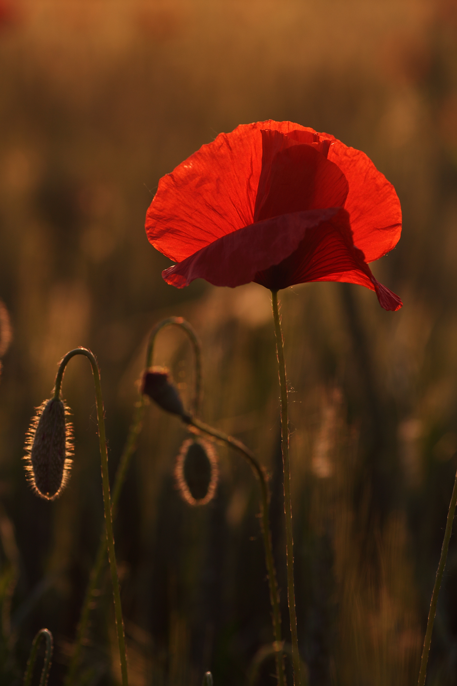 Papavero al tramonto