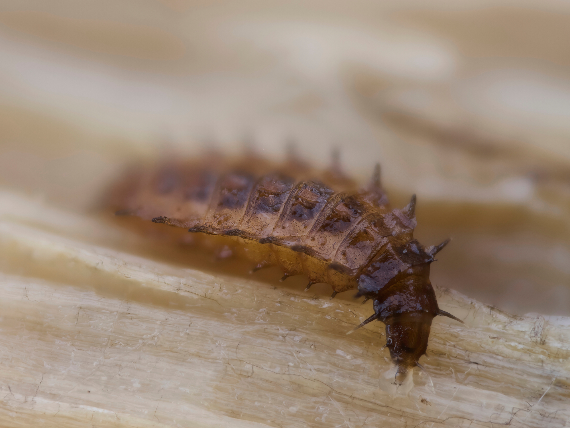 larva sconosciuta