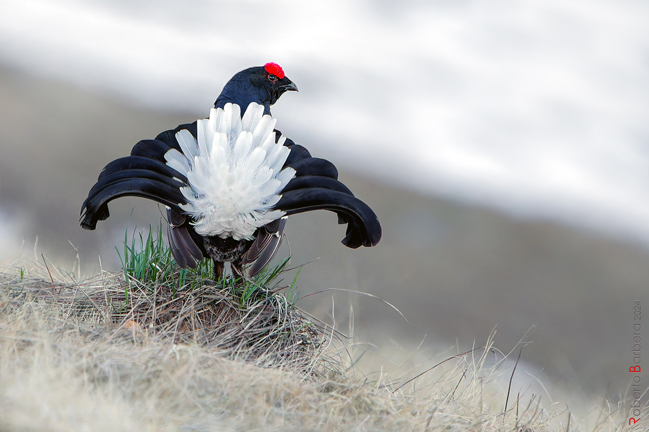 Black grouse