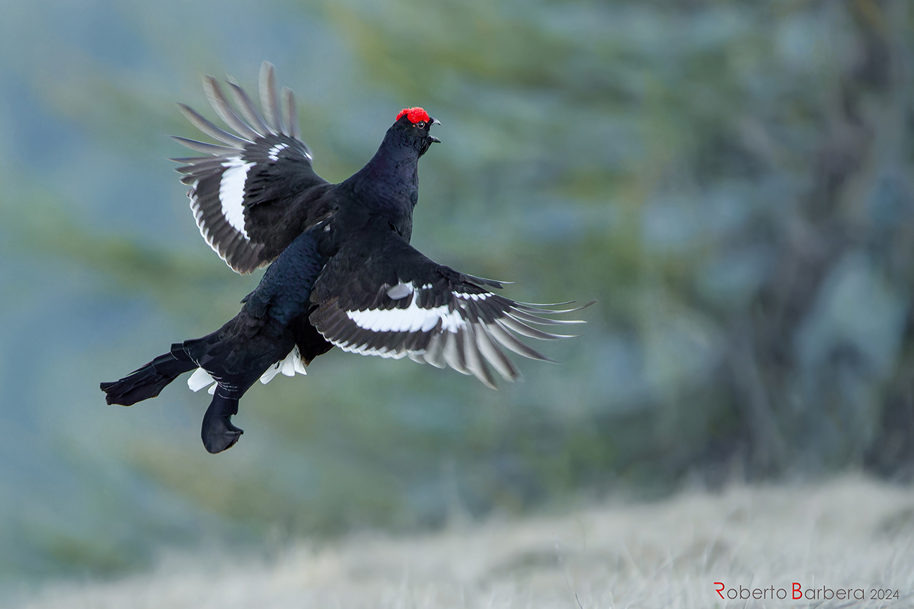 Black grouse in flight
