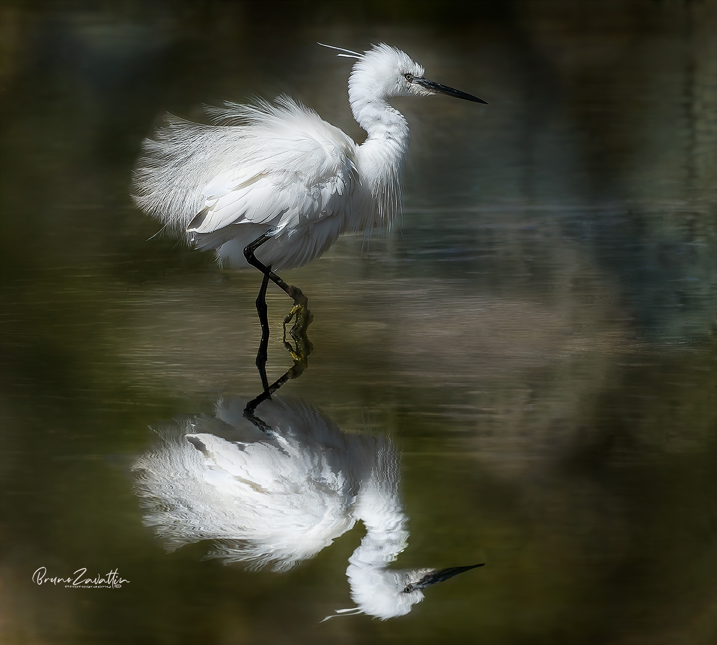 Garzetta (Egretta garzetta)