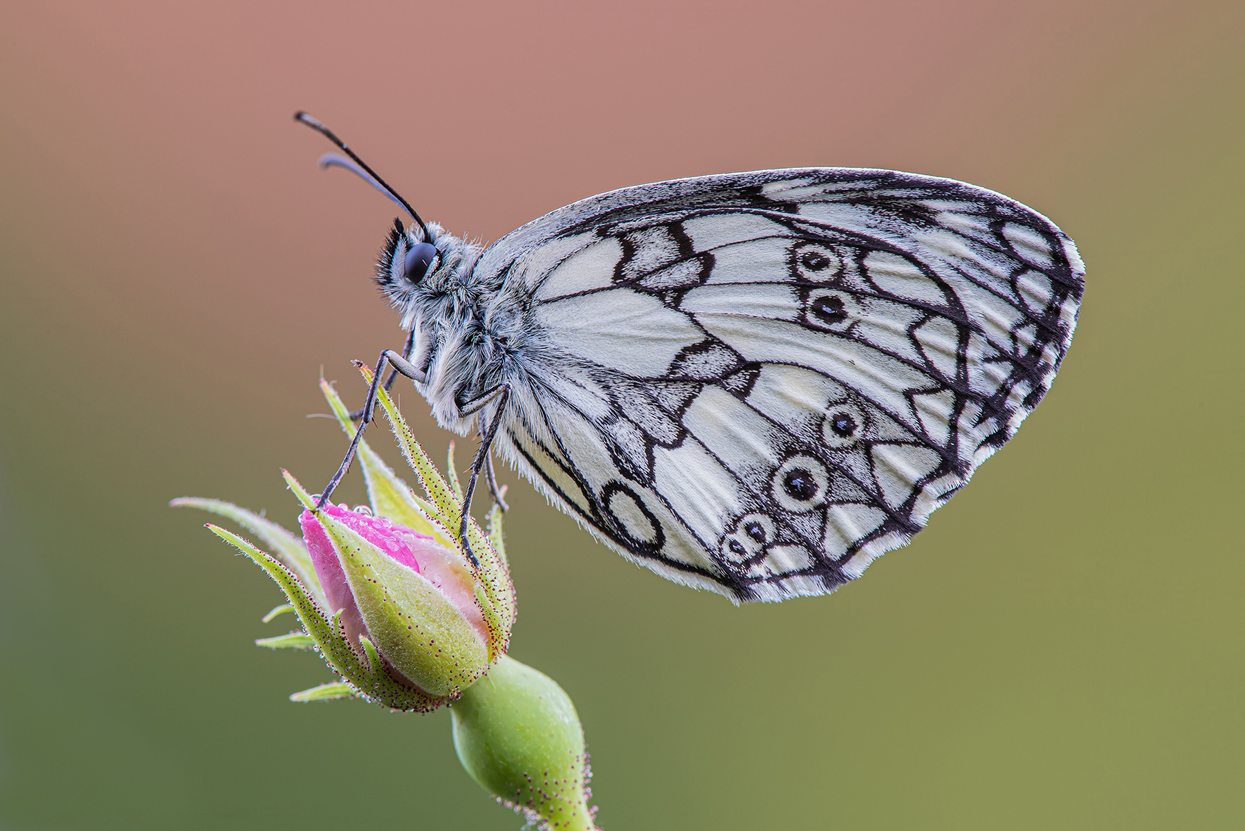 Melanargia galatea