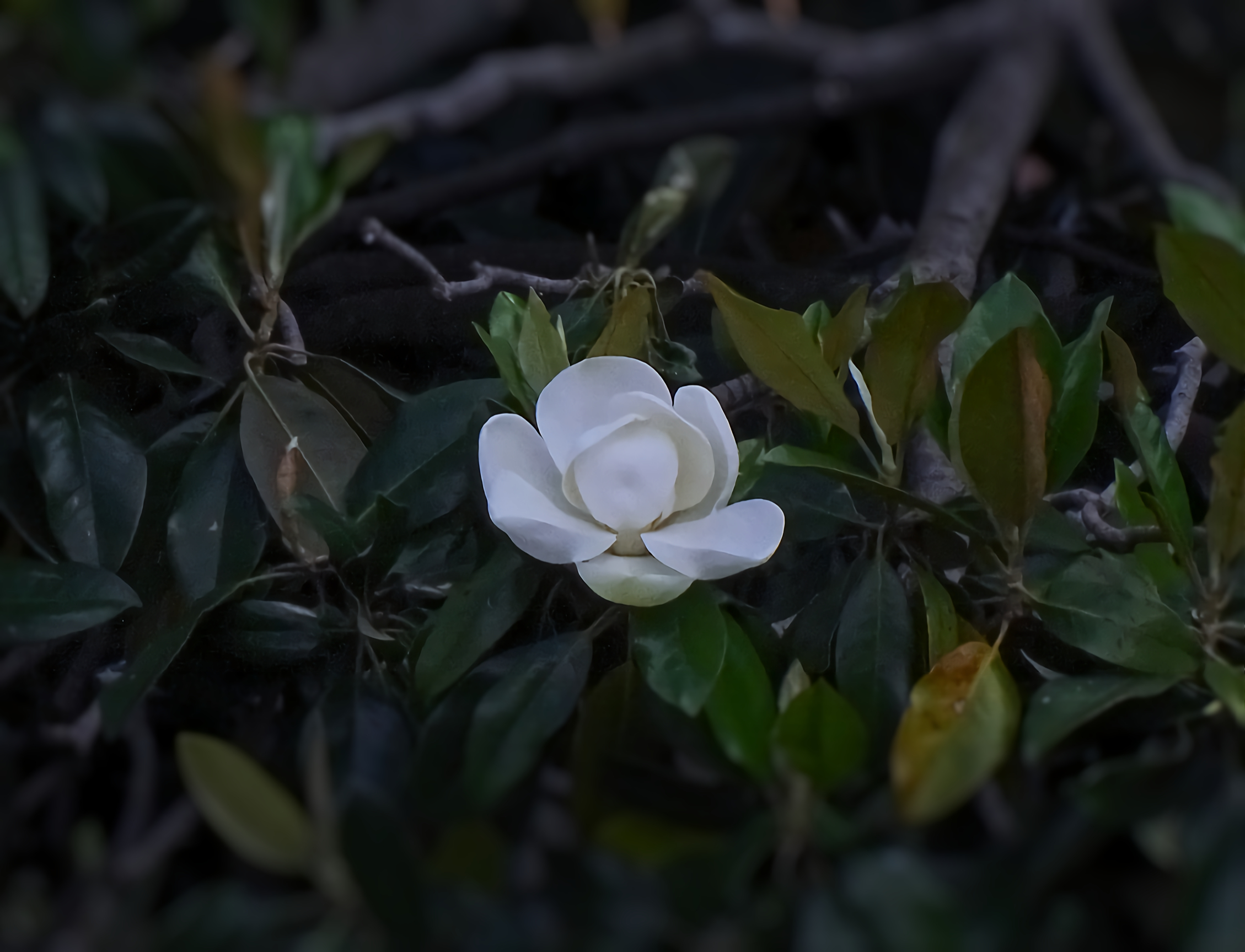 Magnolia grandiflora - 50X crop.2,29
