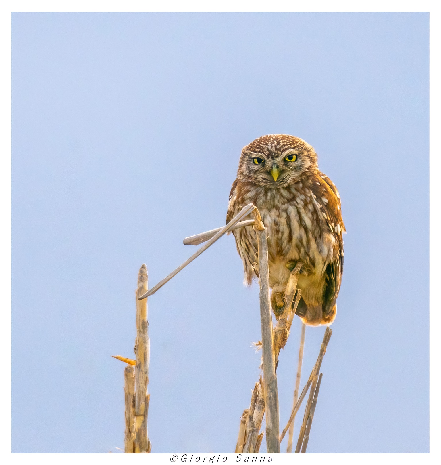 Common owl Athene noctua