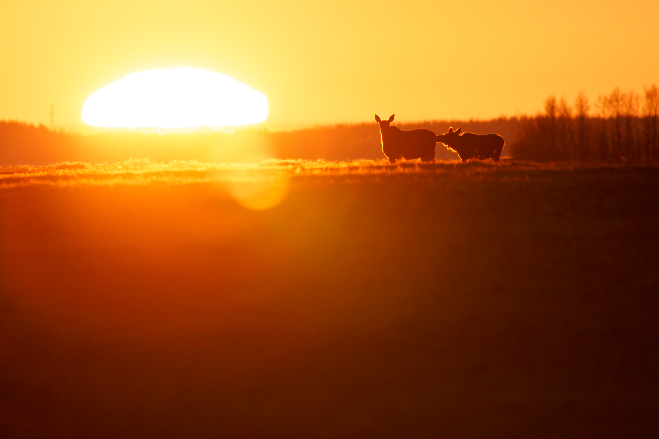 Moose moose with "baby" at sunrise