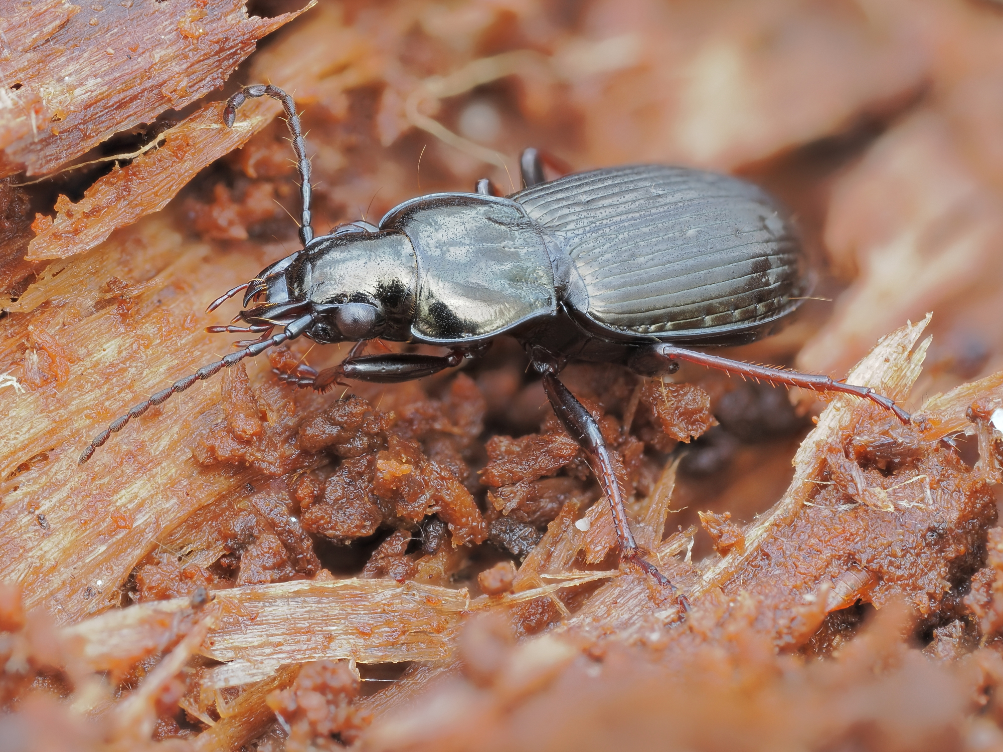 Oblonopunctatus di Pterostichus
