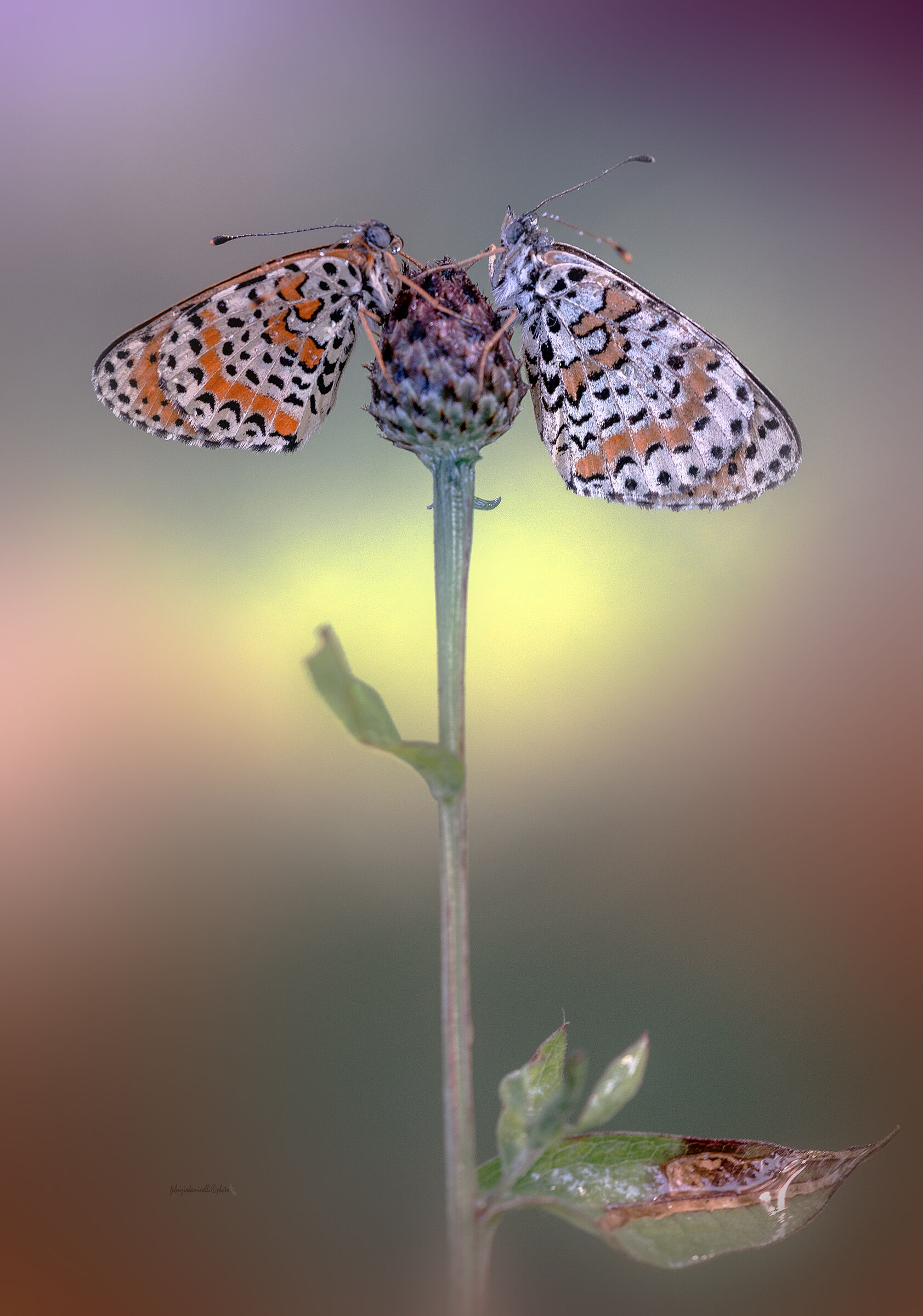 Melitaea didyma