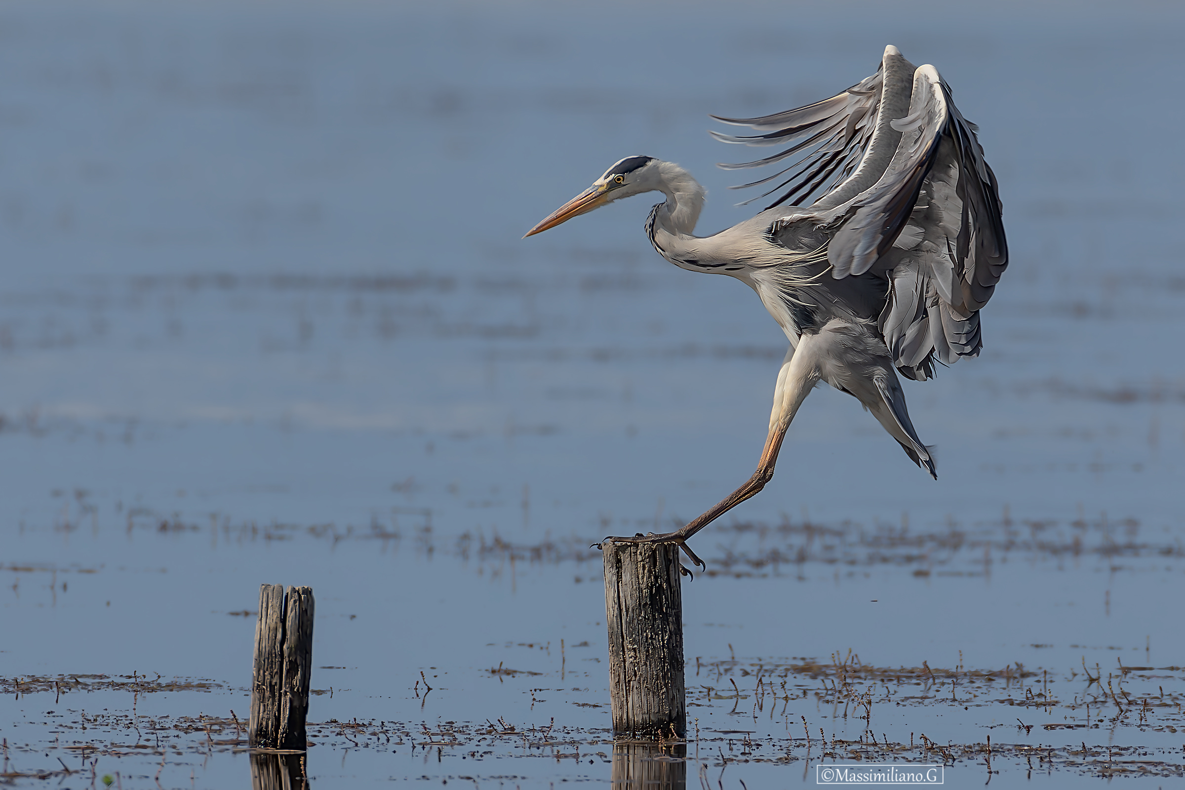 Grey heron