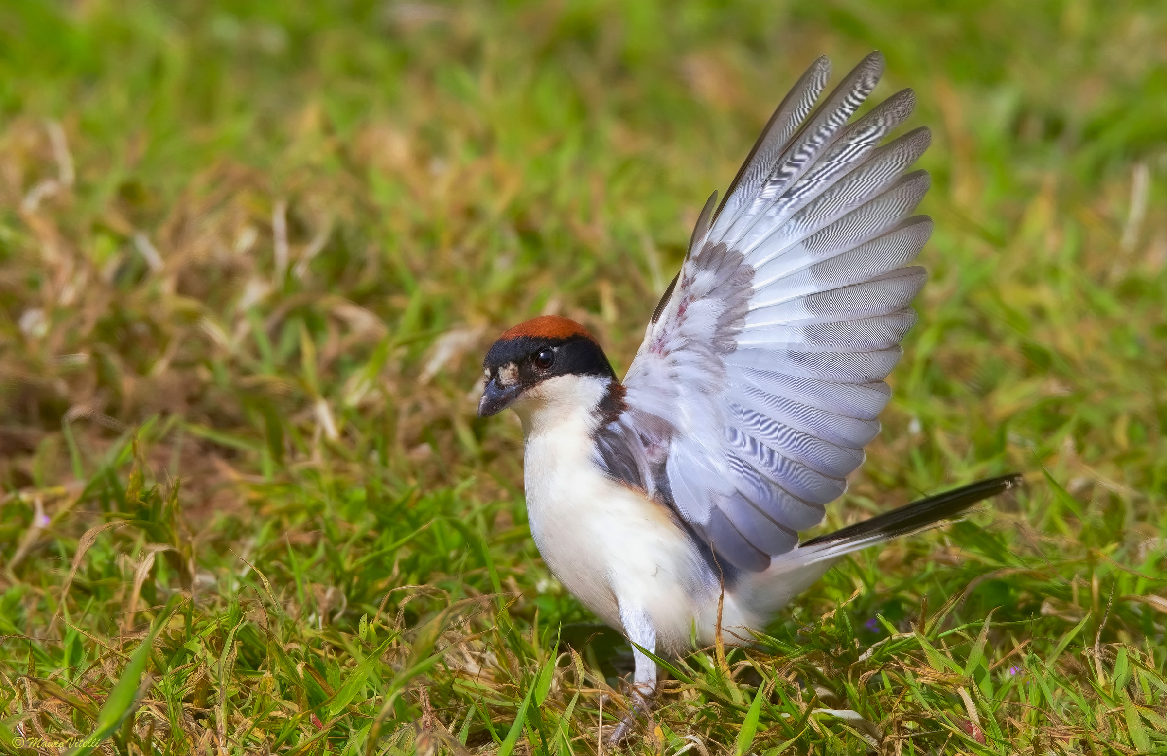 Red-headed Shrike (Lanius senator)