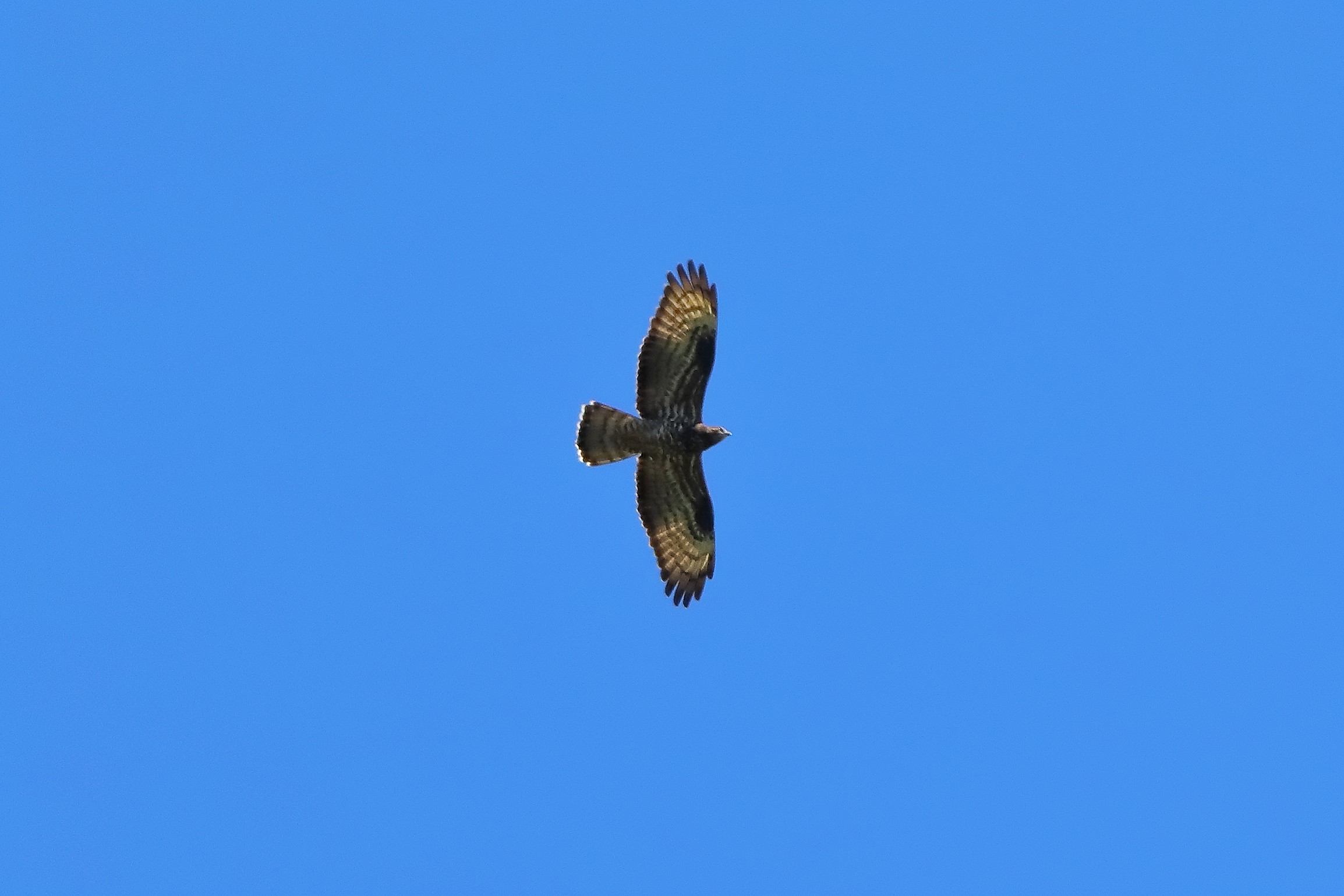 Honey buzzard June 2024