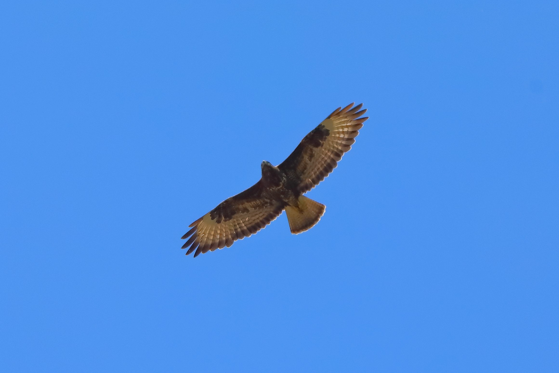 Buzzard June 2024 - 0057