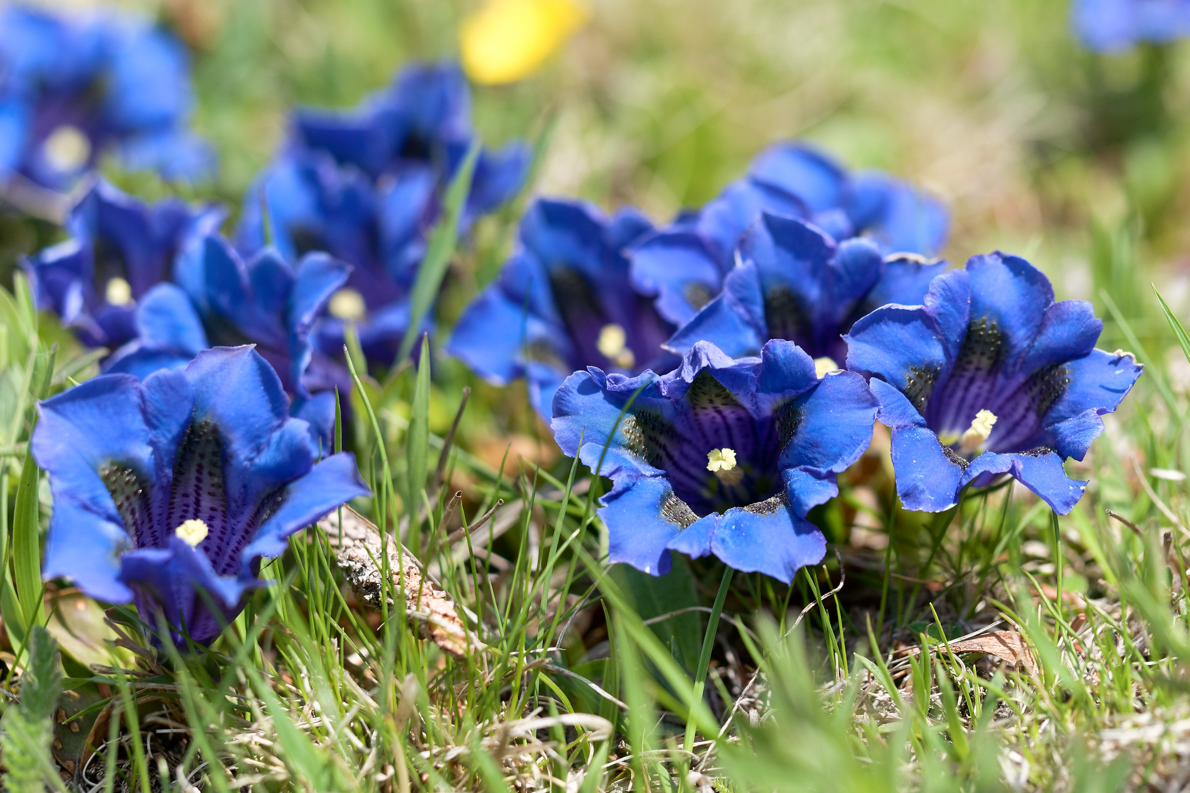 Gentiana acaulis