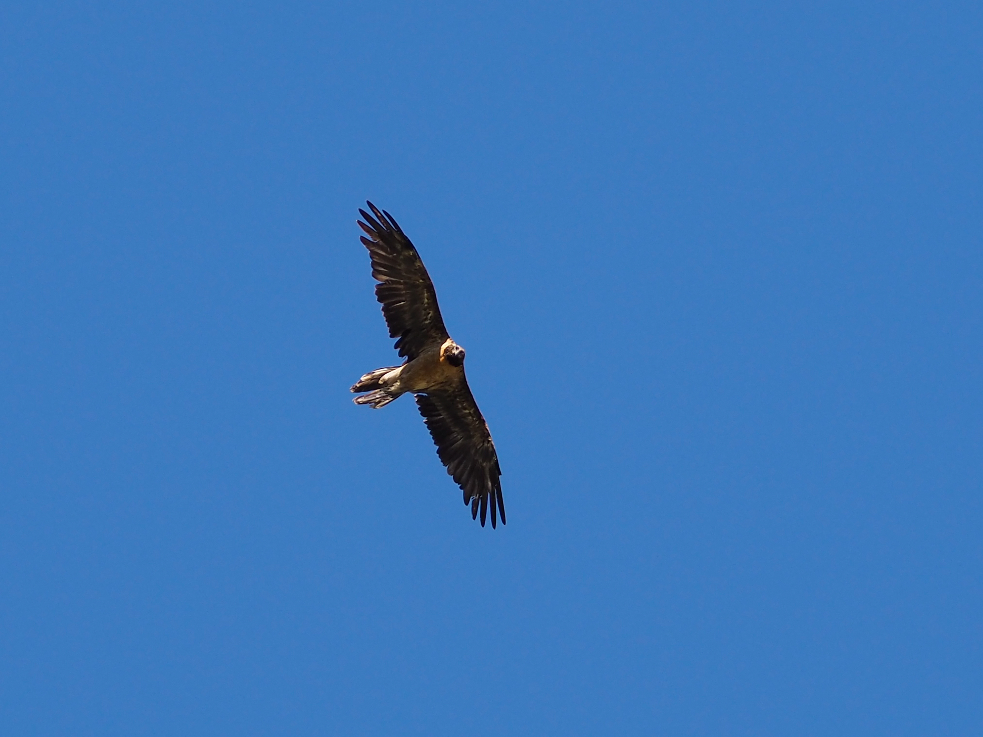 The Bearded Vulture of Val Ferret