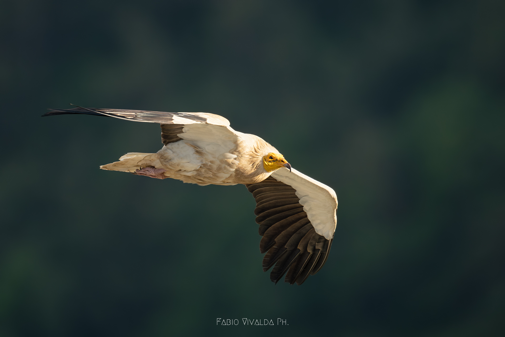 White scavenger vulture