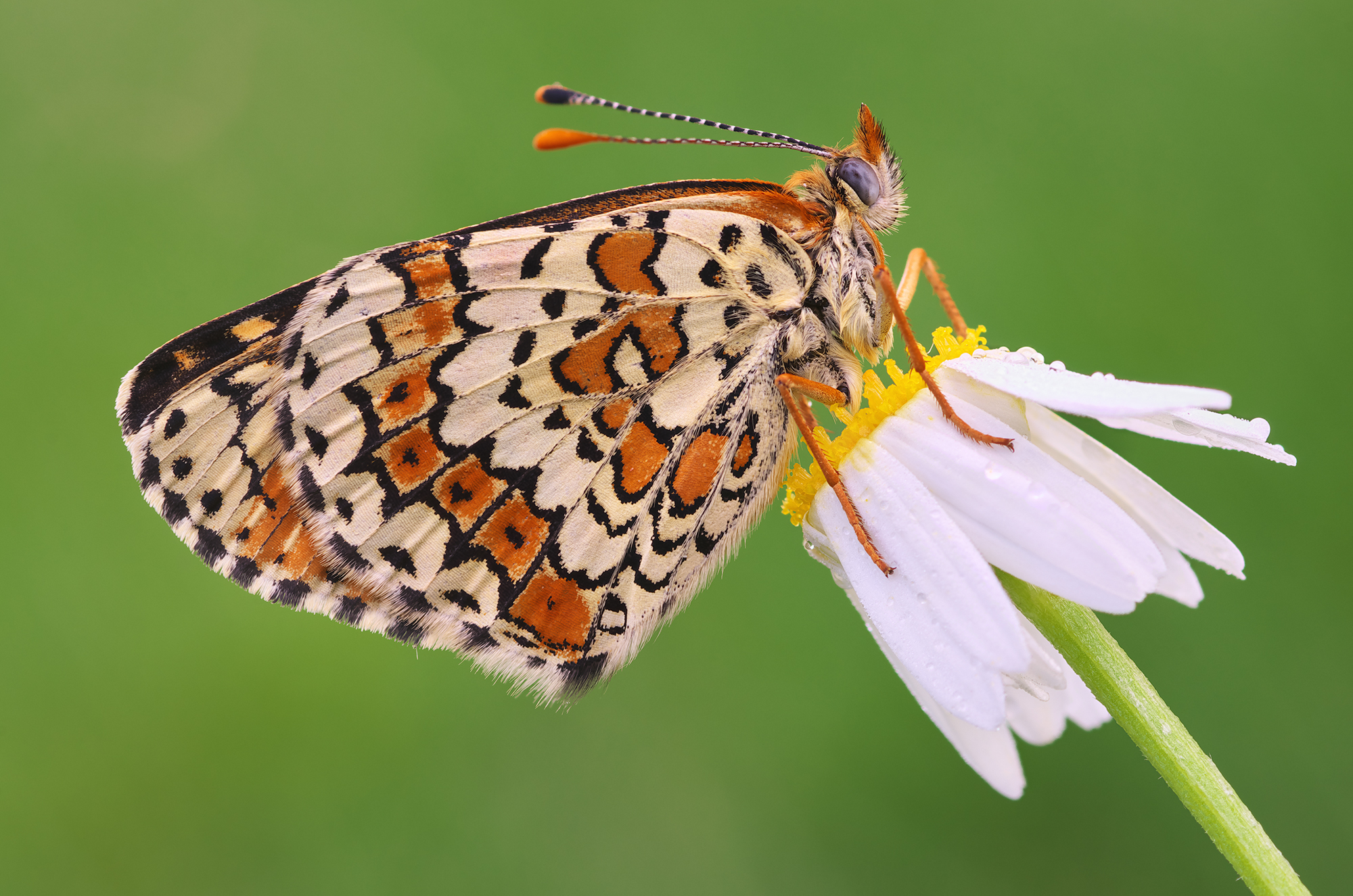 Melitaea cinxia