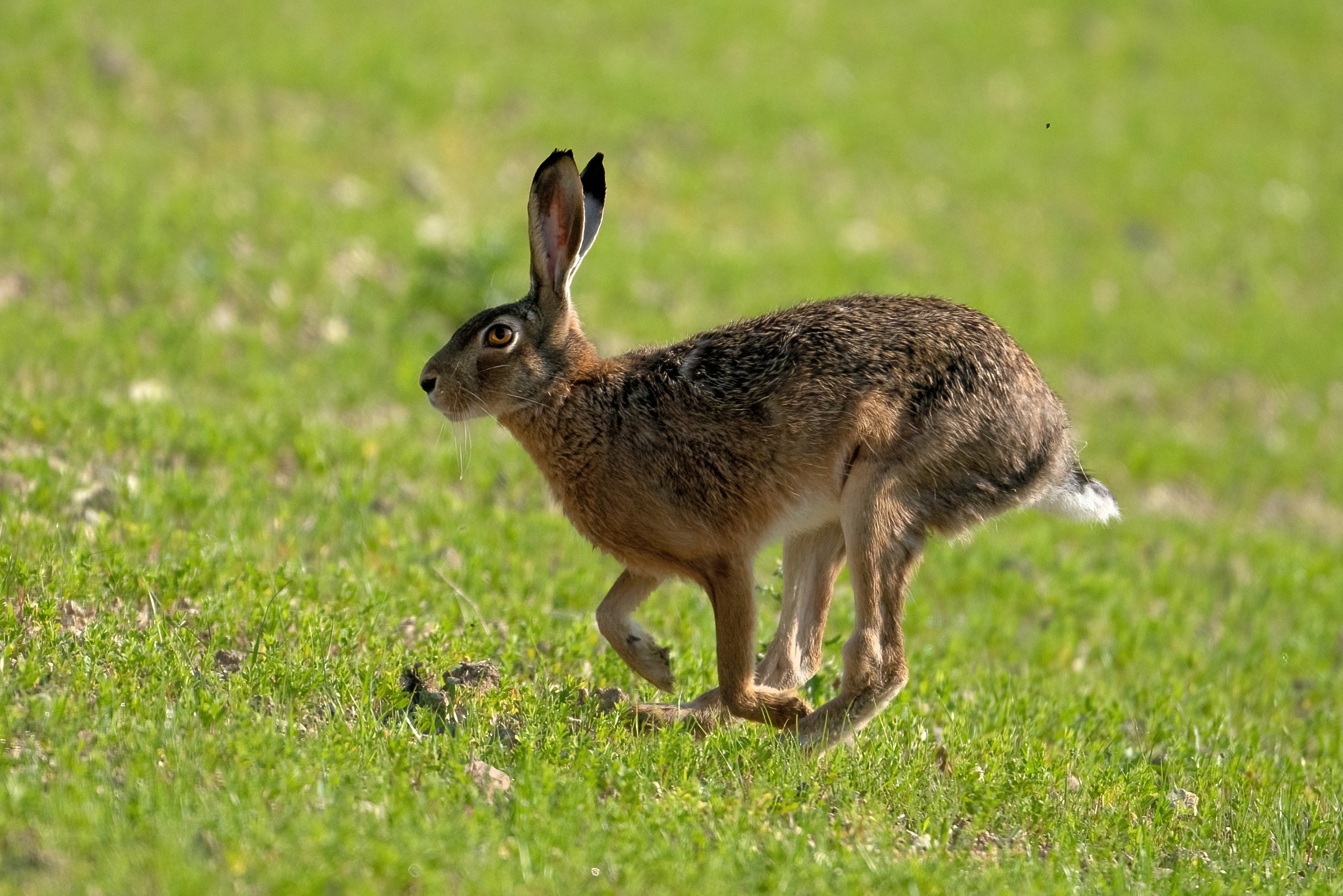 Corri ragazzo...corri