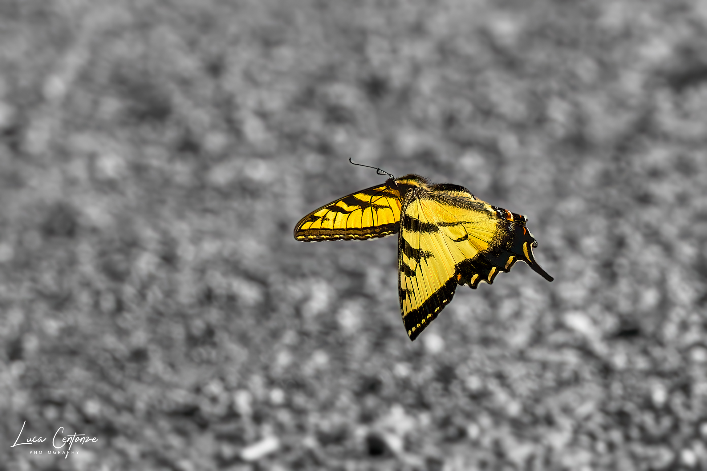 Eastern Tiger Swallowtail (Papilio glaucus)