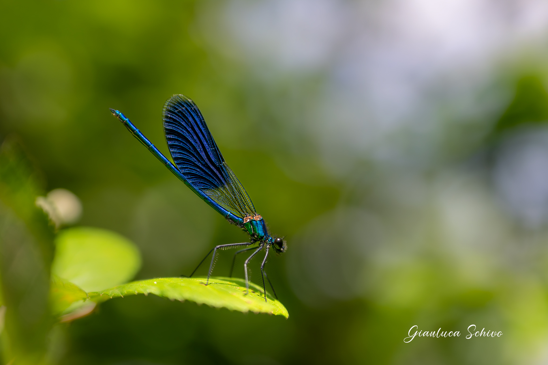 Calopteryx splendens