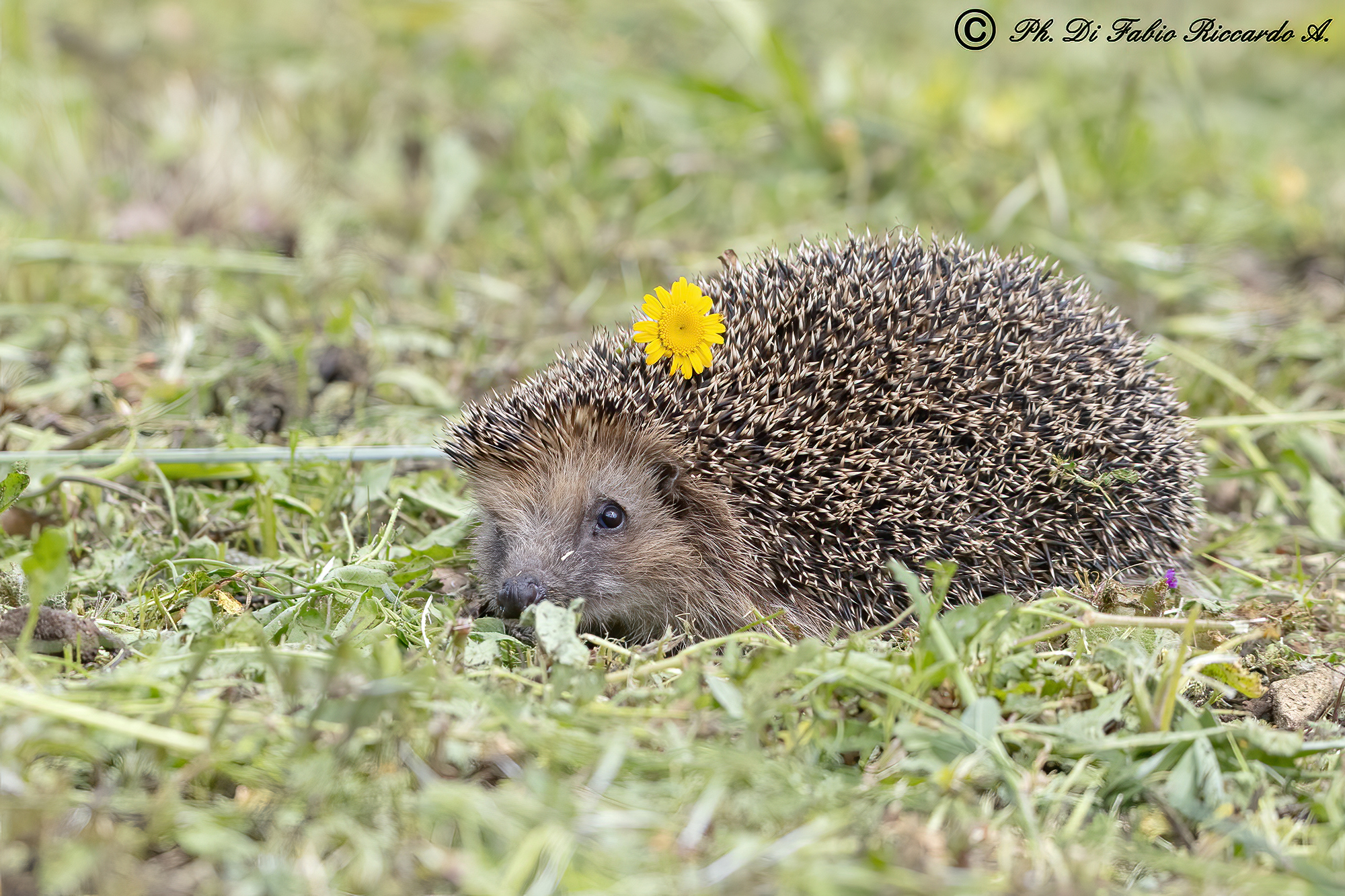 Hedgehog