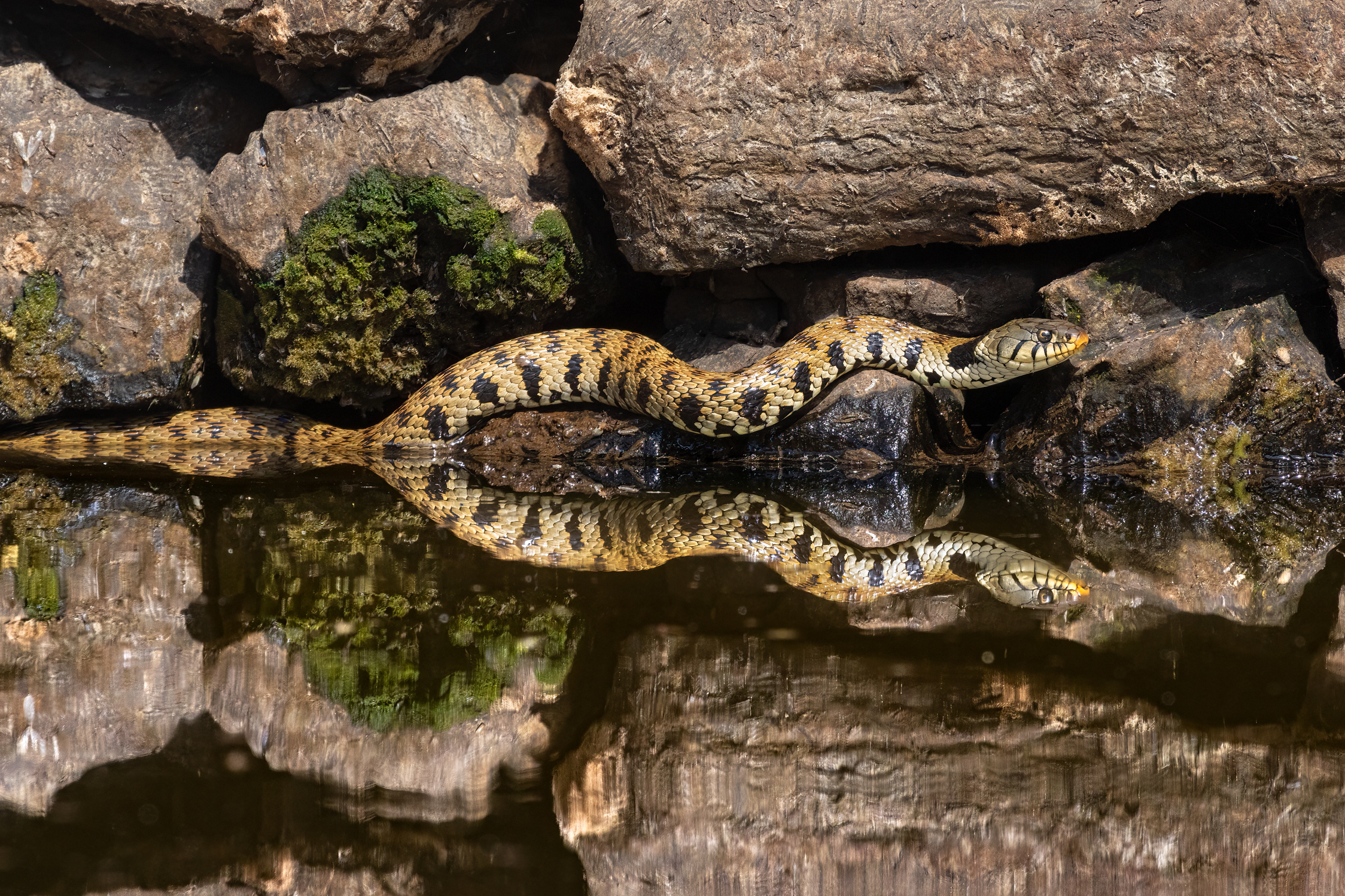 Natrix natrix