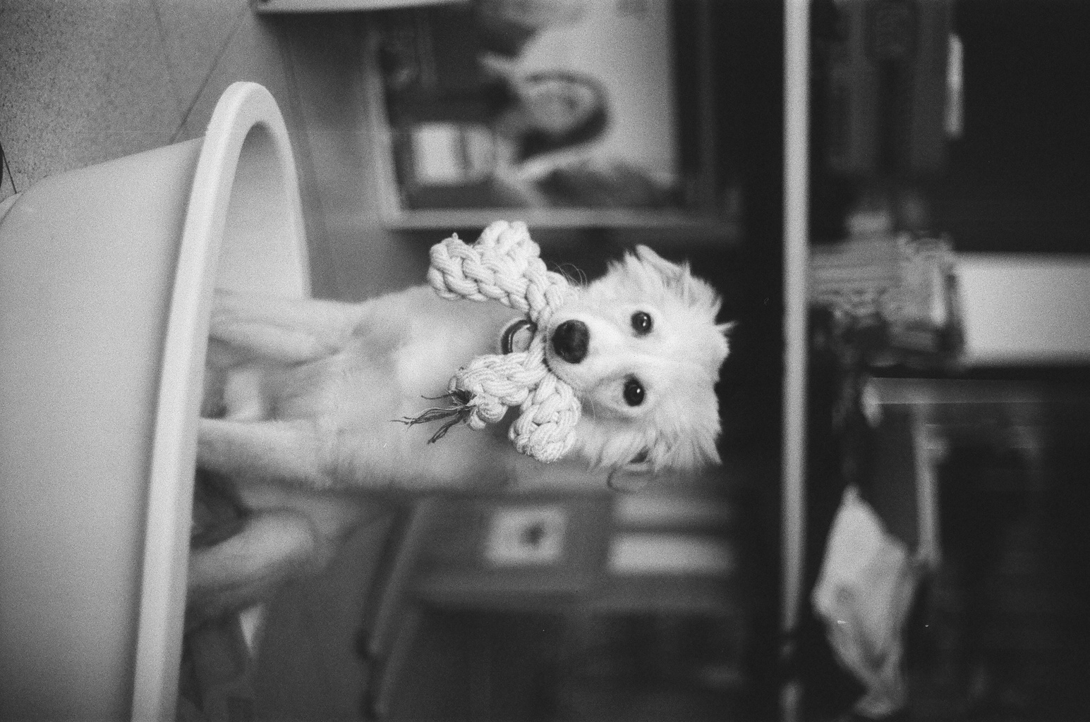 Little Bart