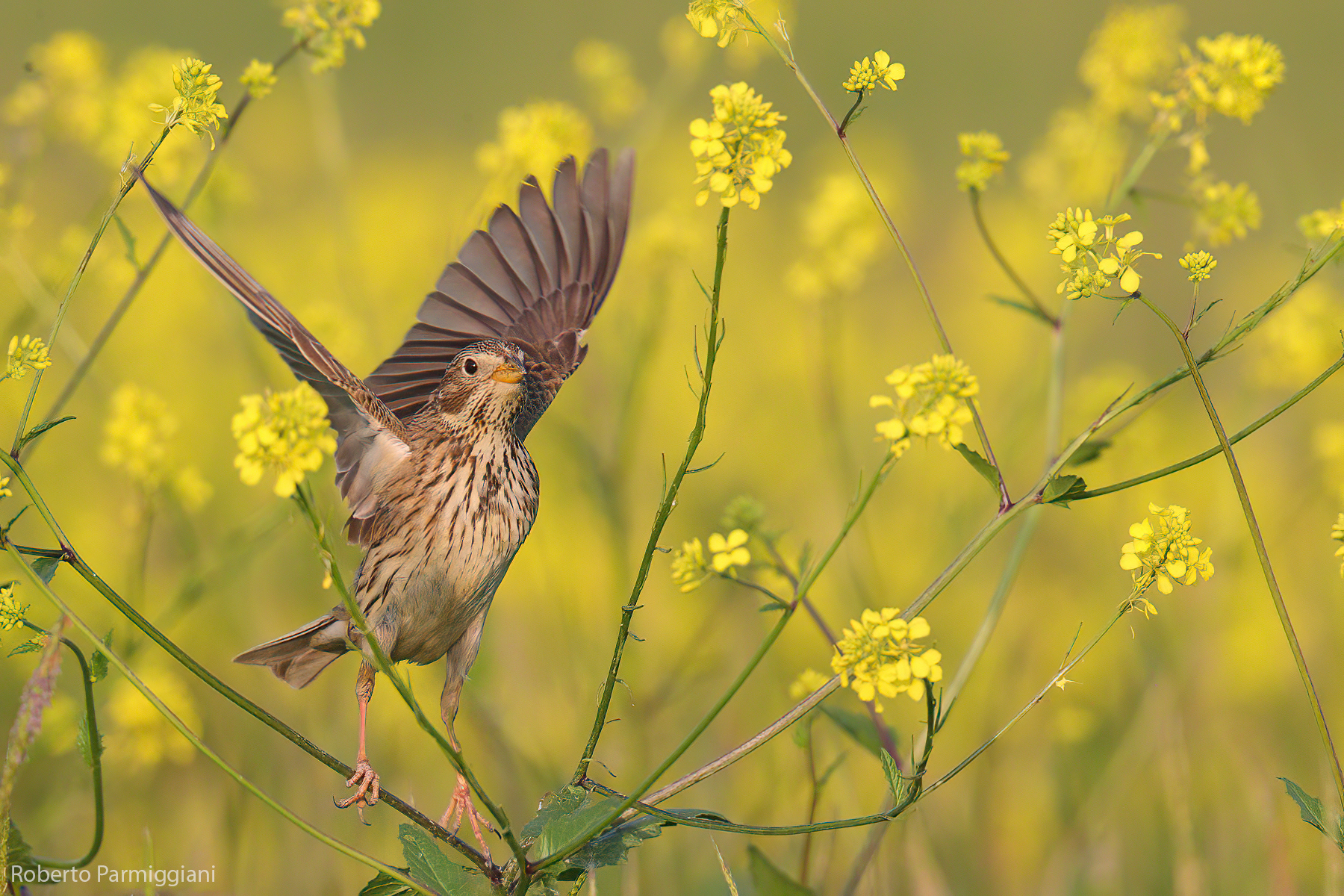 Composizione primaverile con strillozzo
