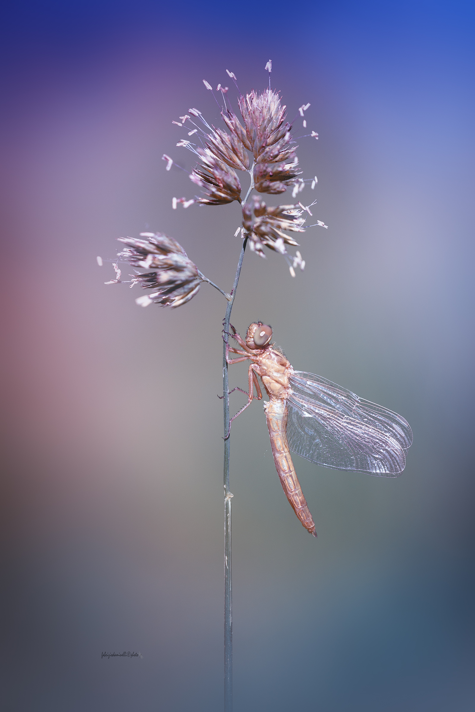 Sympetrum striolatum- new born