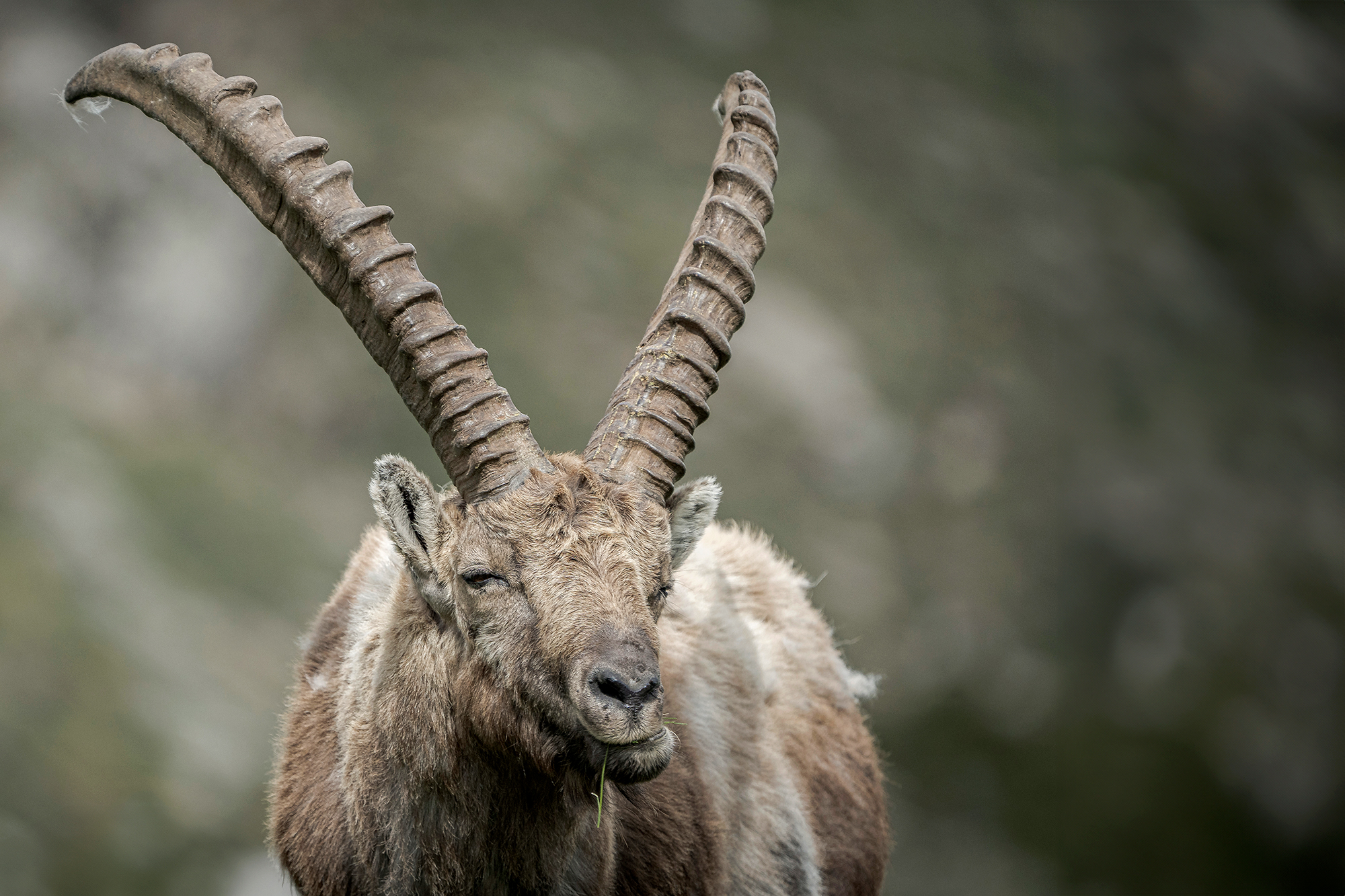 Ibex