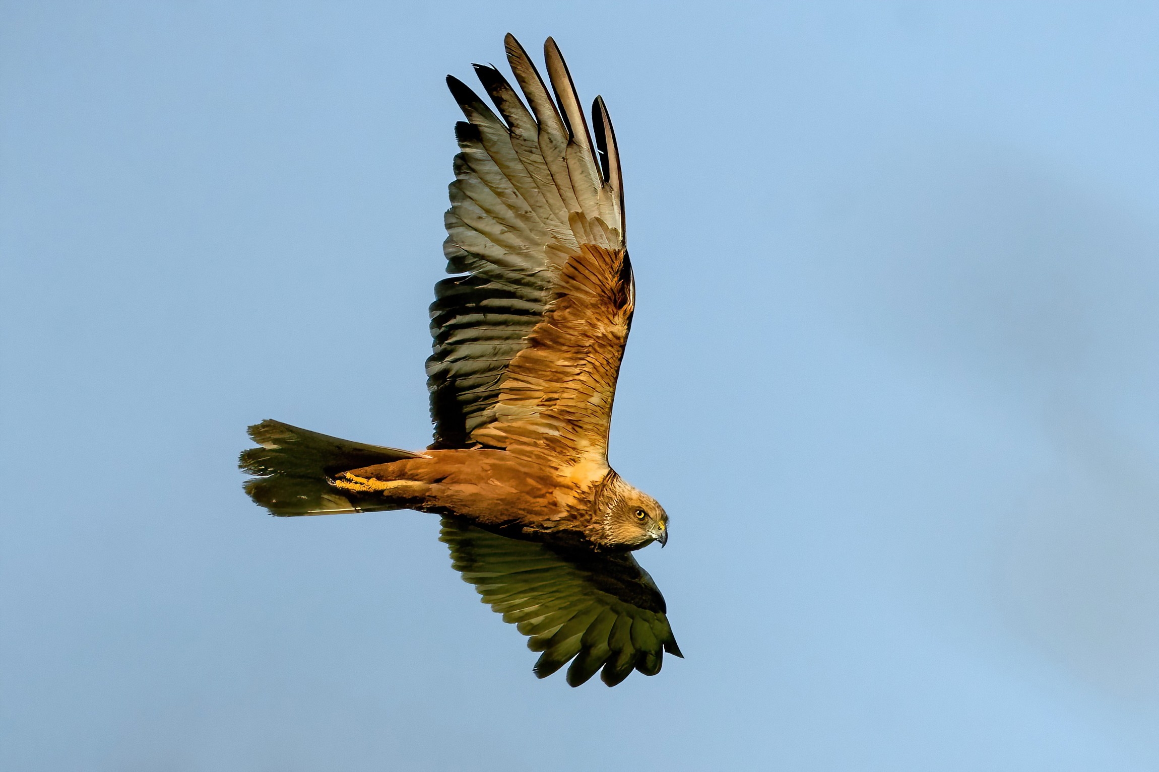 Marsh Harrier (Circus aeruginosus)