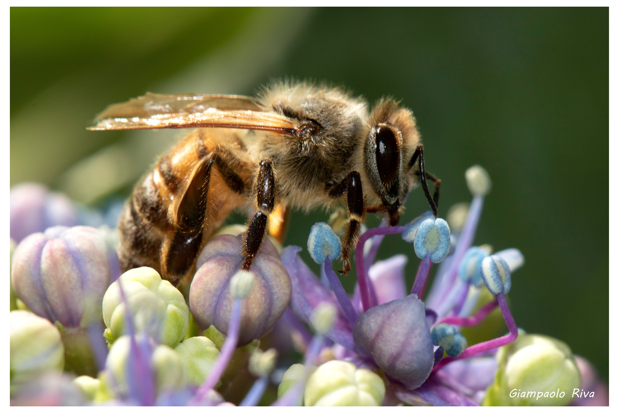 Bee on Hydrangea