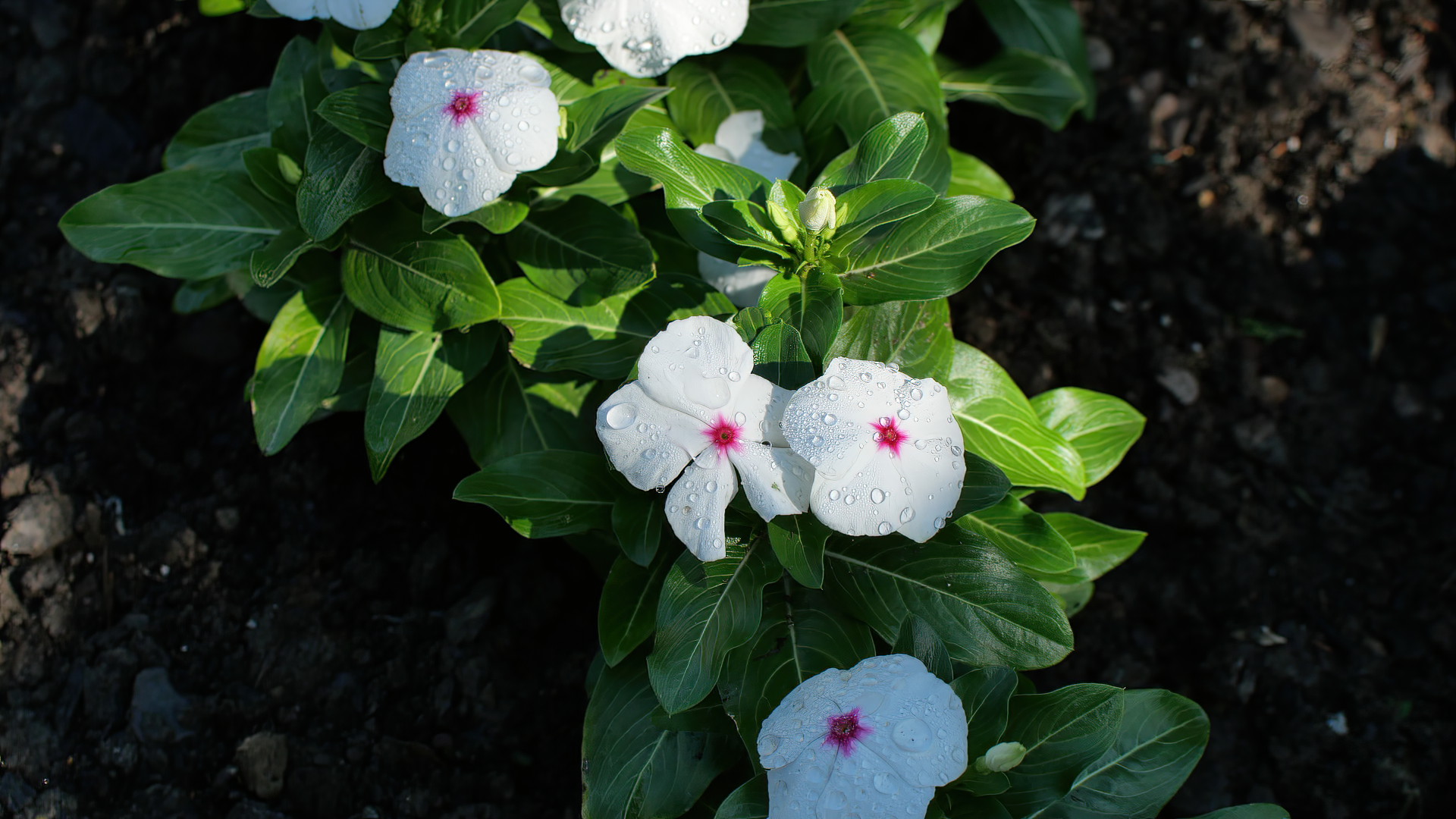 ... And after the rain the sun came out