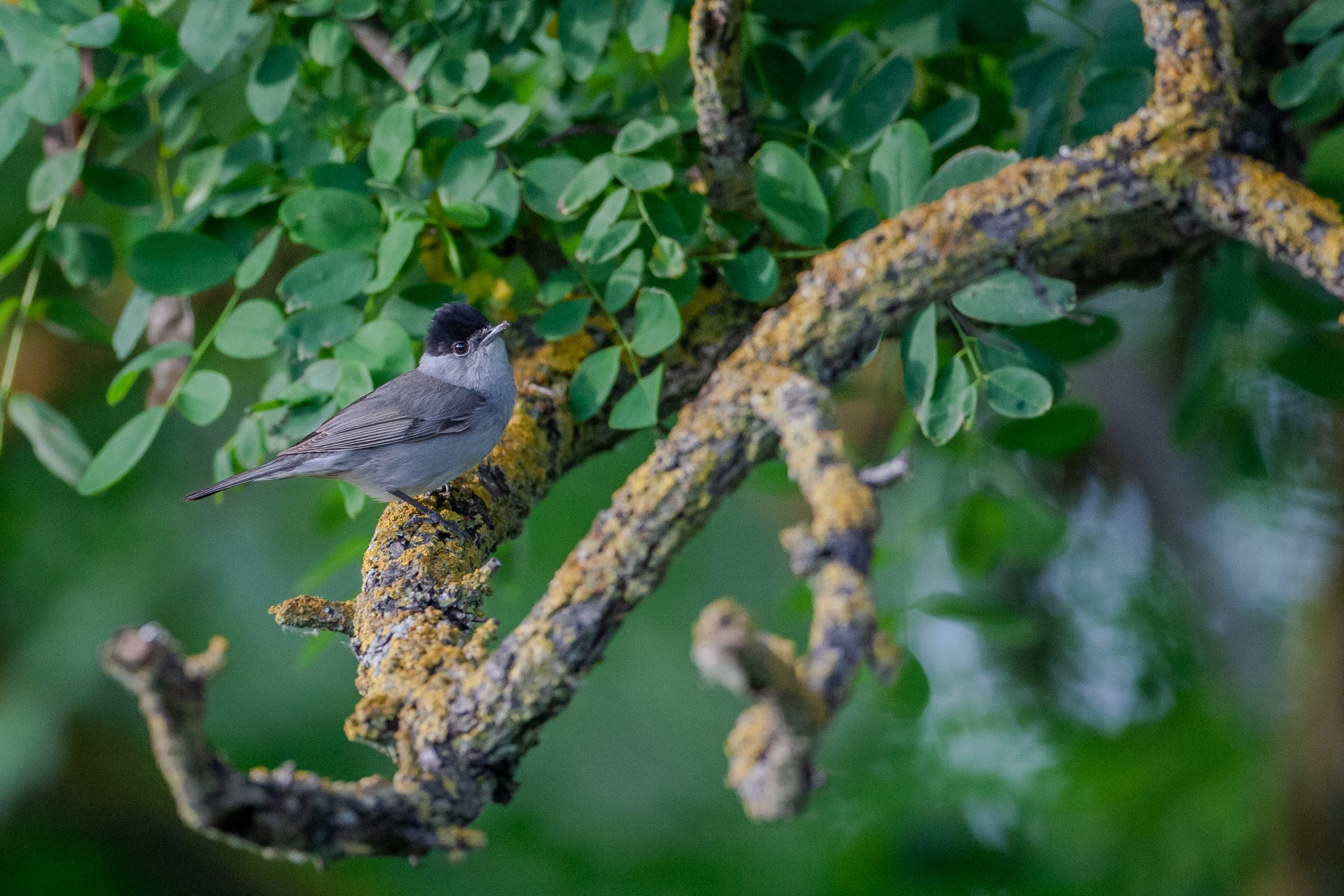 Blackcap