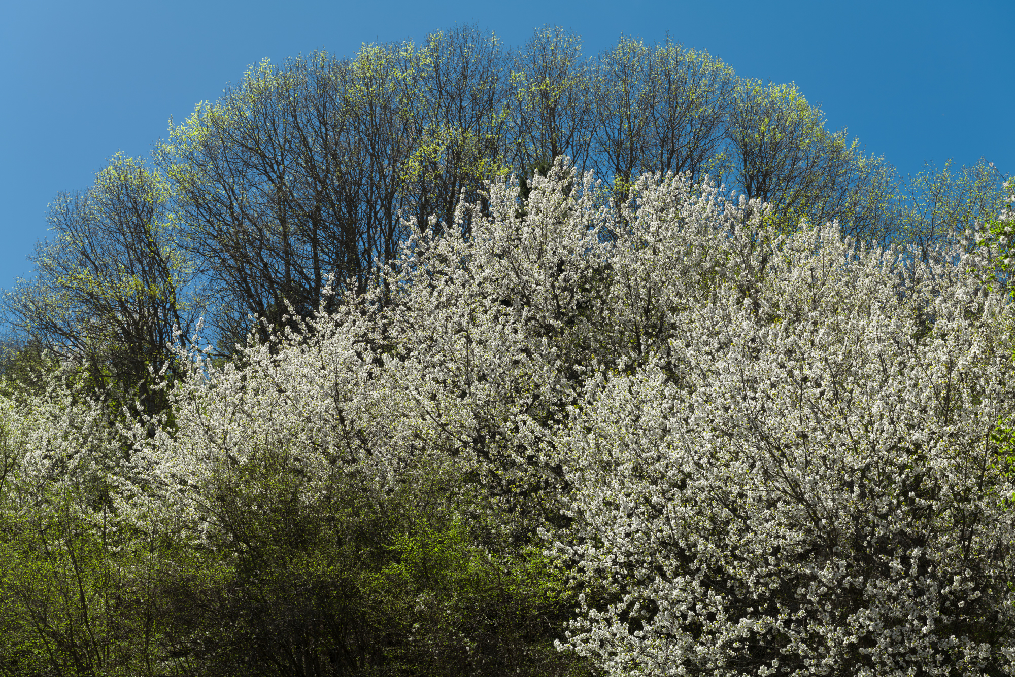 Pruno selvatico in aprile, Colle Langan