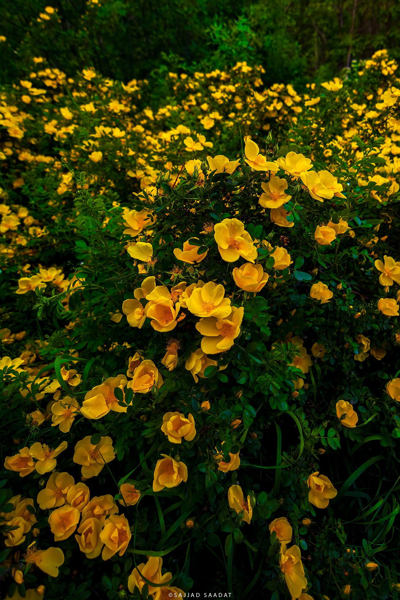 Flowers