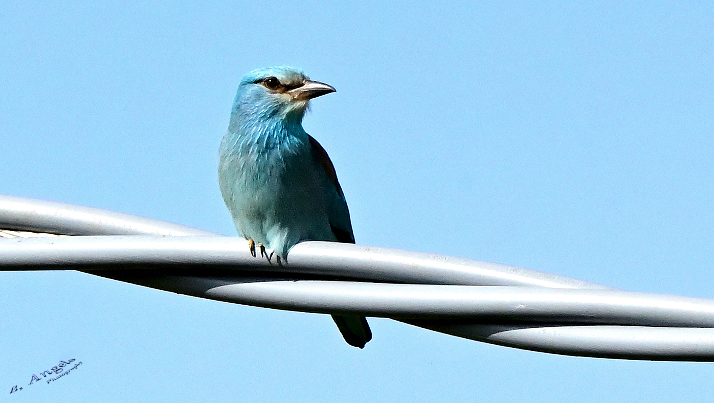 " Ghiandaia marina "