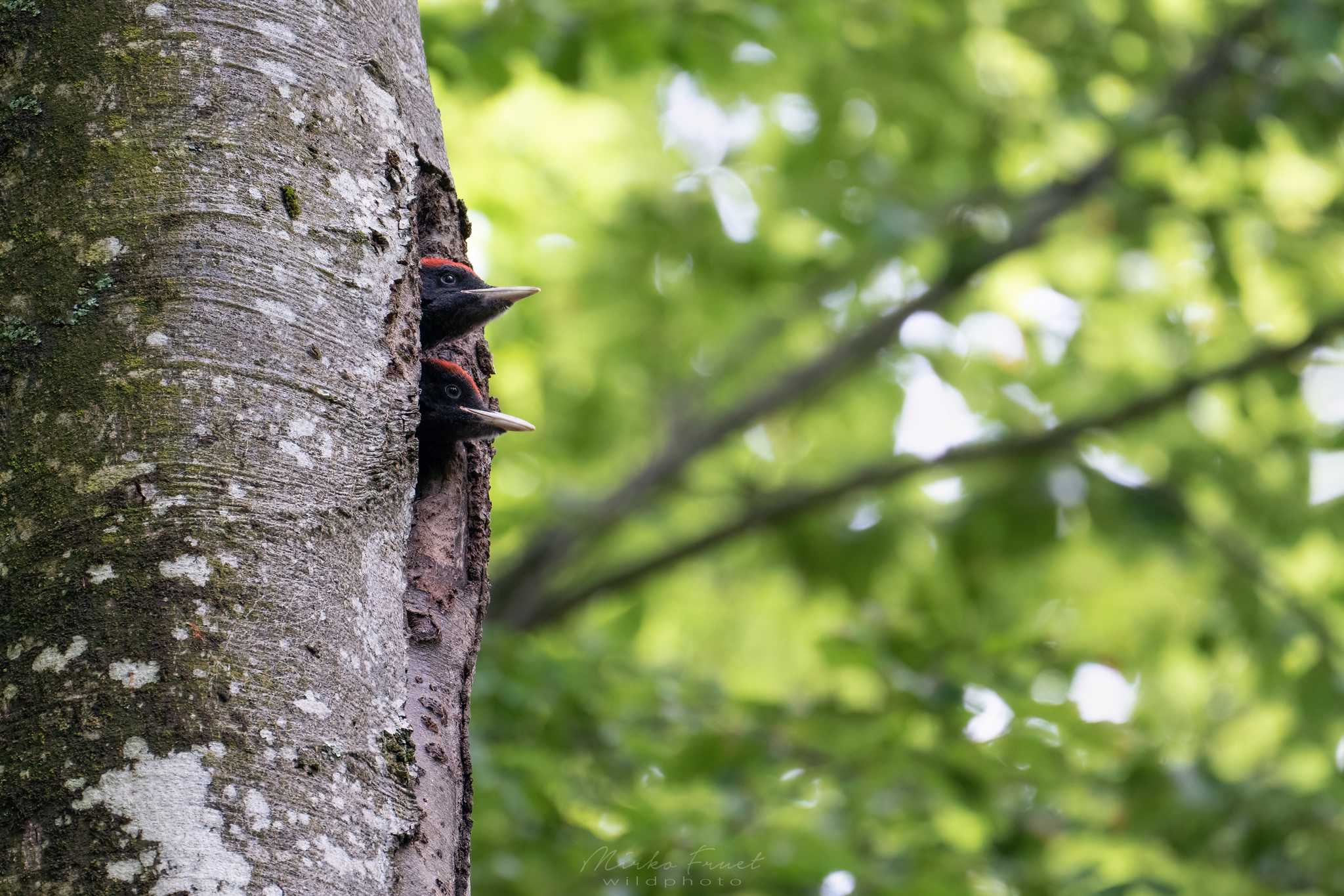 Black woodpecker