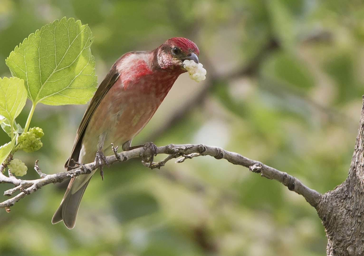 Ciuffolotto scarlatto e gelso