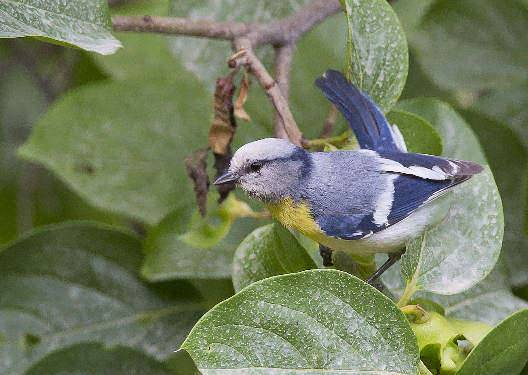 Cinciarella azzurra