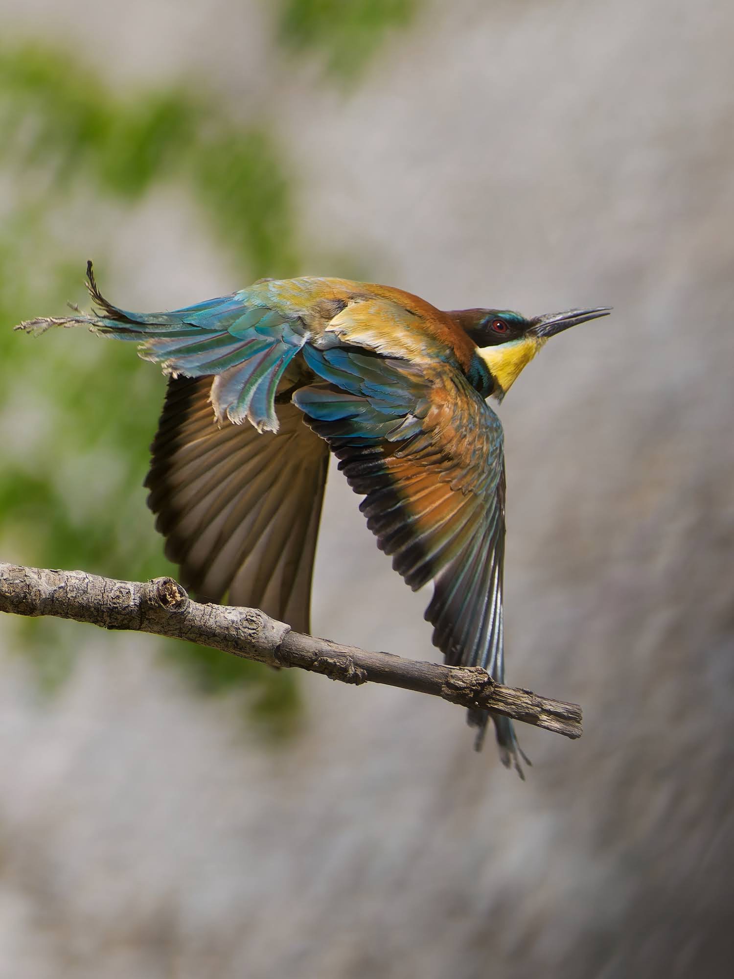 Bee-eater
