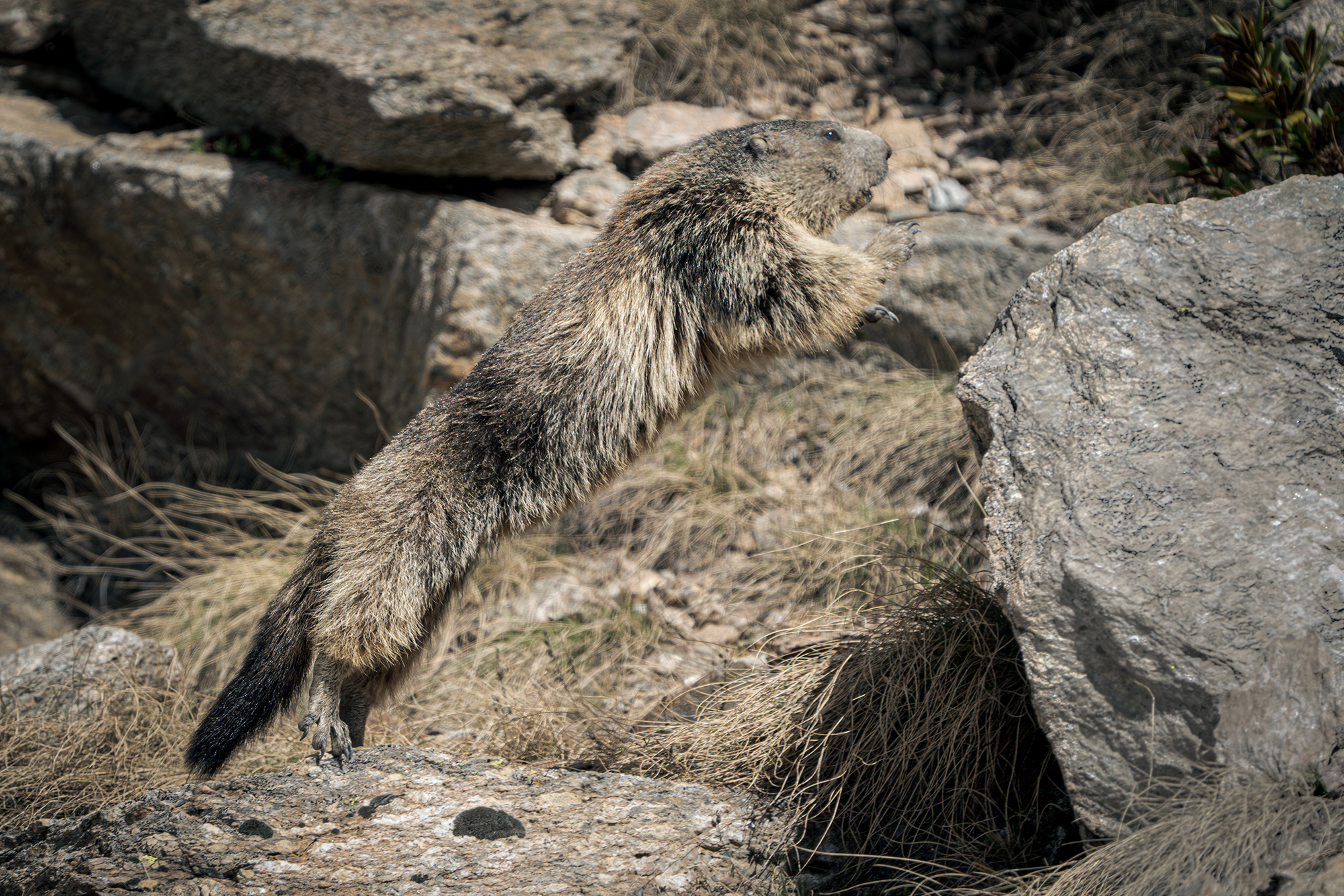 Marmot