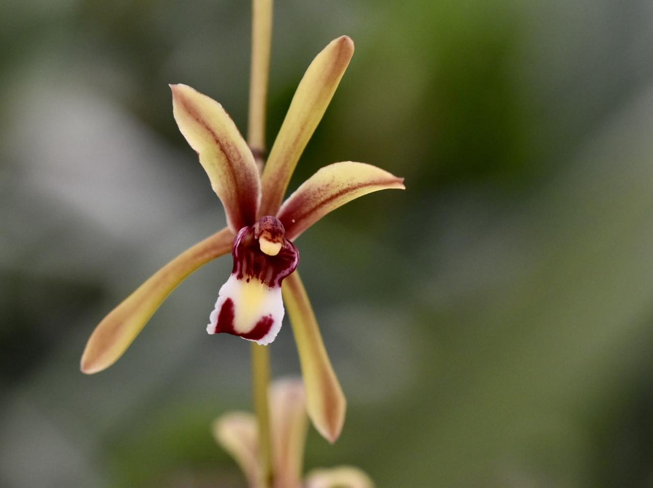 Cymbidium Finlaysonianum