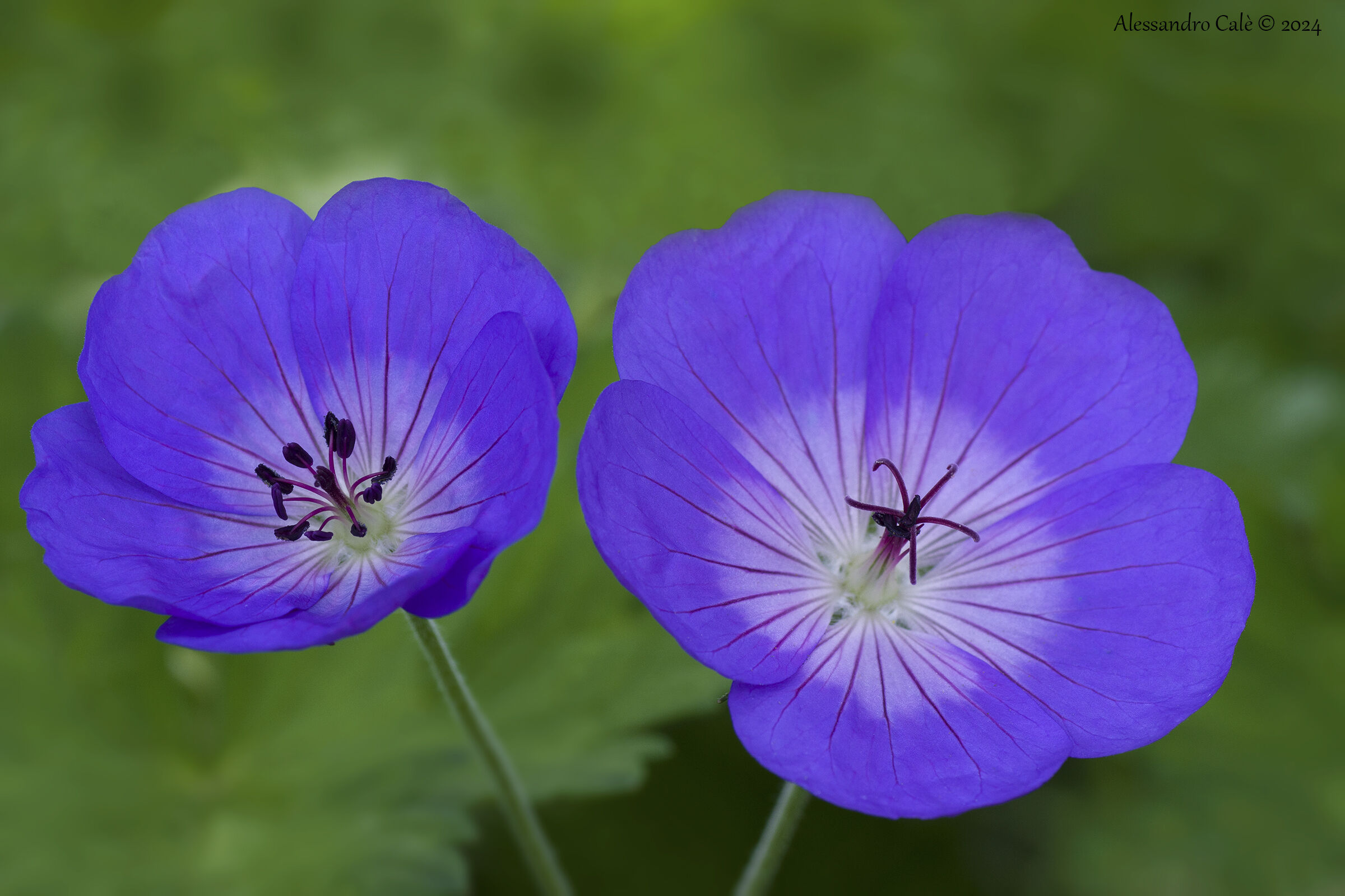 Geranium rozanne (Geraneo blu) 7364