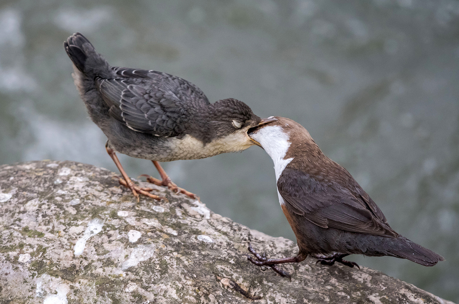 Imbeccata di merlo acquaiolo (Cinclus cinclus)