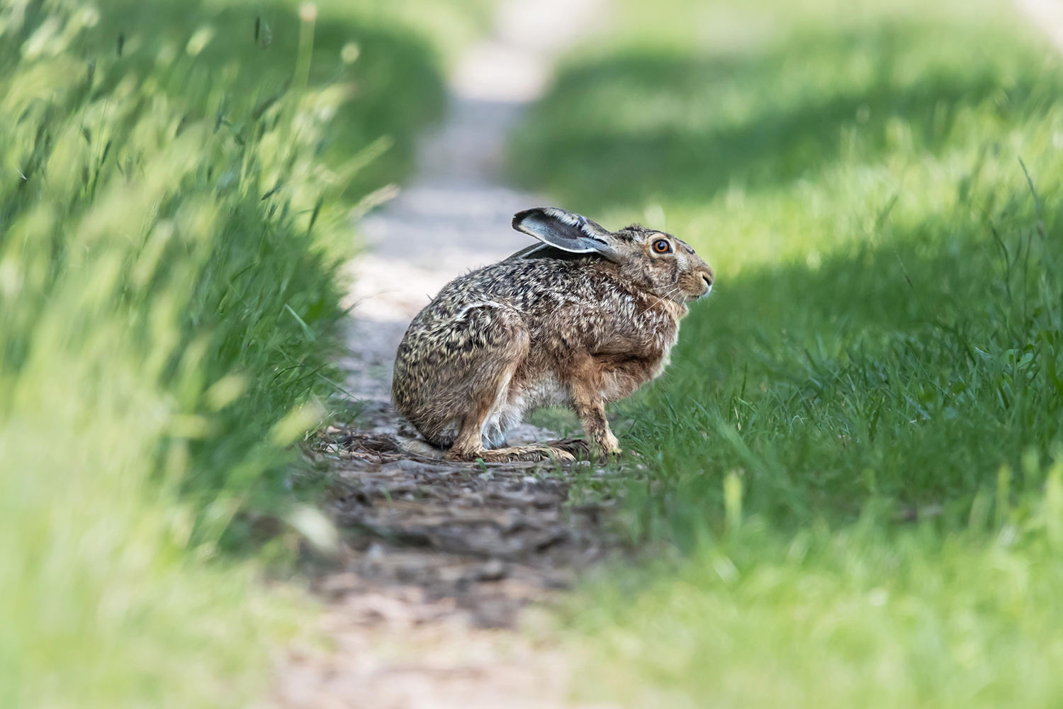 Lepre comune (Lepus europaeus)