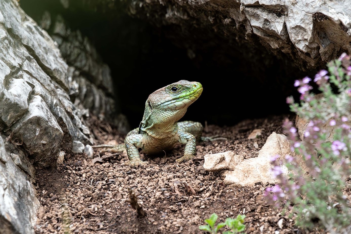 Lucertola ocellata (Timon lepidus)
