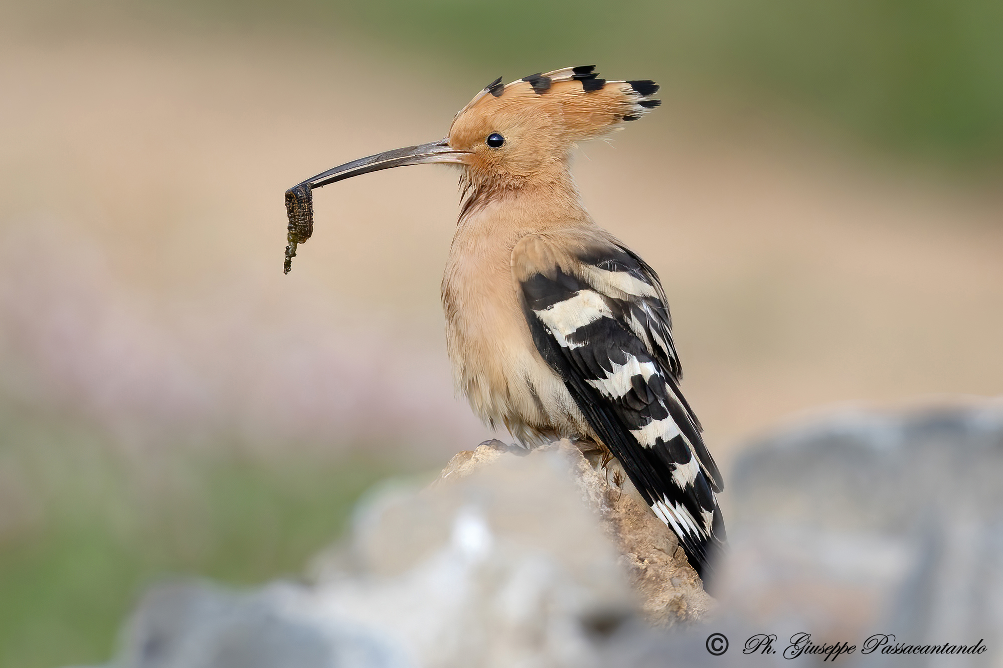 hoopoe
