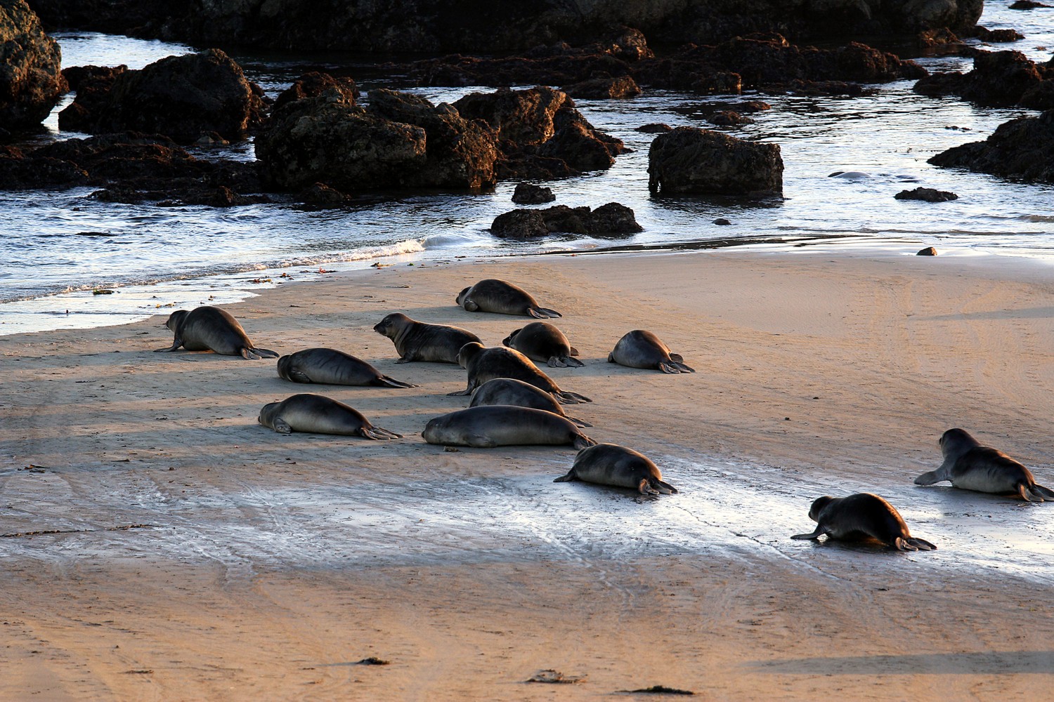 elephant seal kindergarden