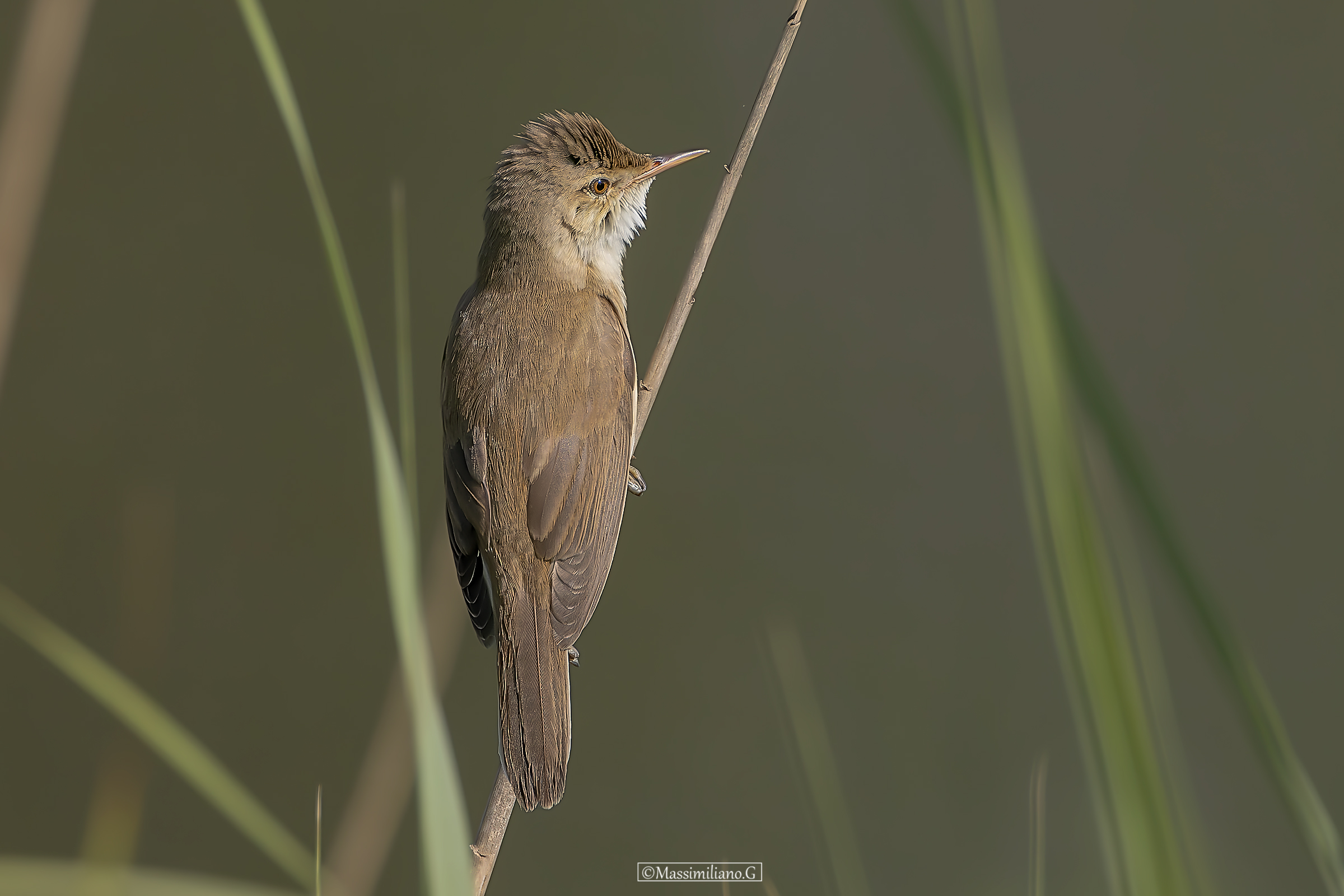 Reed Warbler