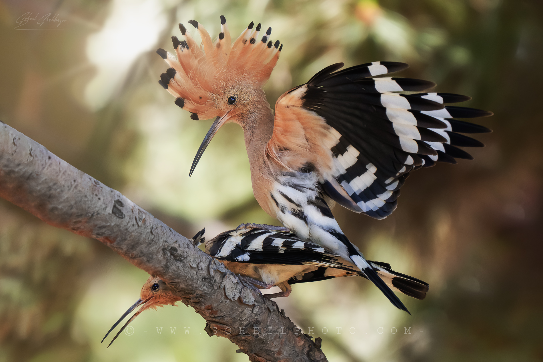 Accoppiamento con l'upupa